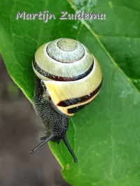 [Cepaea]